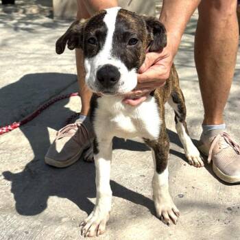 American Bully and Mixed Breed Dogs Available for Adoption - Lita | PetCurious