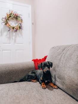 Ozzy -  Chiweenie Dog for Adoption in Goodyear, Arizona - Ozzy | PetCurious