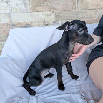 John -  Dachshund Dog for Adoption in Chico, California - John | PetCurious