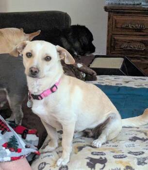 Macie -  Chihuahua Dog for Adoption in Millcreek, Utah - Macie | PetCurious