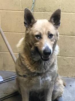 Rescue German Shepherd Dog Dogs for Adoption in Stockton, California - ZELDA | PetCurious