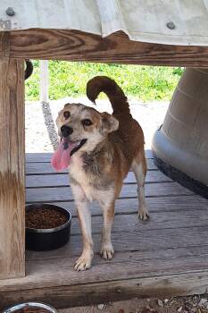 Trudy -  Mixed Breed Dog for Adoption in Stanton, Kentucky - Trudy | PetCurious