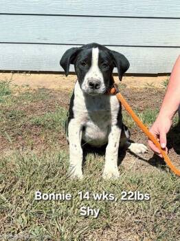 Bonnie -  Retriever and Labrador Retriever Dog for Adoption in Norfolk, Massachusetts - Bonnie | PetCurious