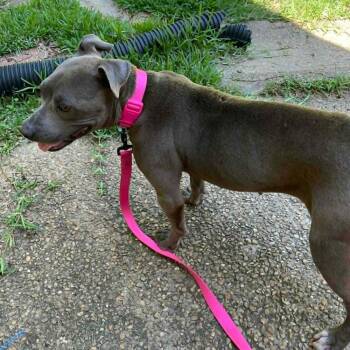 Pit Bull Terrier and Mixed Breed Dogs Available for Adoption - Tiffany   (2026) | PetCurious