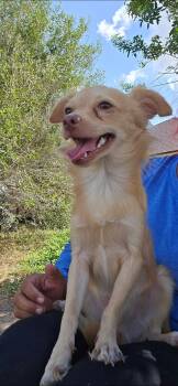 Hugh -  Chihuahua Dog for Adoption in Boise, Idaho - Hugh | PetCurious
