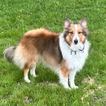 Shetland Sheepdog Sheltie Dogs Available for Adoption in Shell Knob, Missouri - DORI | PetCurious