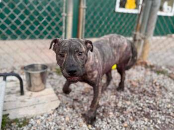 Chips -  Mixed Breed Dog for Adoption in Leitchfield, Kentucky - Chips | PetCurious