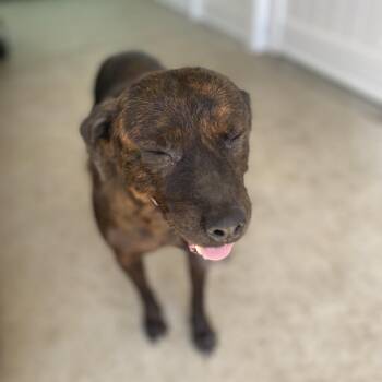 Stoli -  Boxer and Terrier Dog for Adoption in Escondido, California - Stoli | PetCurious