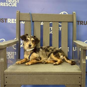 TALLY -  Catahoula Leopard Dog Dog for Adoption in Waterford, New Jersey - TALLY | PetCurious