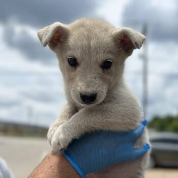 Leda Beeda Boda Butt -  Husky Dog for Adoption in Columbia, South Carolina - Leda Beeda Boda Butt | PetCurious