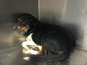 A1931835 -  German Shepherd Dog and Mixed Breed Dog for Adoption in Thousand Palms, California - A1931835 | PetCurious