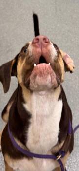 McLintock "Clint -  Hound Dog for Adoption in Chattanooga, Tennessee - McLintock "Clint | PetCurious