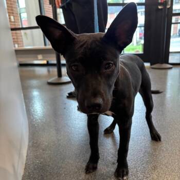 LVH-Stray-14514 -  Mixed Breed Dog for Adoption in Allentown, Pennsylvania - LVH-Stray-14514 | PetCurious