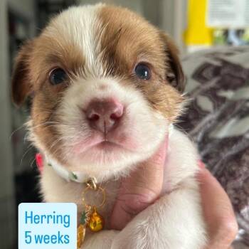 Herring -  Husky and Shih Tzu Dog for Adoption in Tampa, Florida - Herring | PetCurious