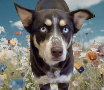 Husky and Shepherd Dogs Available for Adoption in Westfield, New York - Jelly | PetCurious