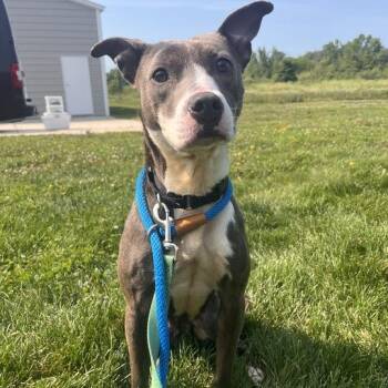 Joan Jett -  Pit Bull Terrier Dog for Adoption in Matteson, Illinois - Joan Jett | PetCurious