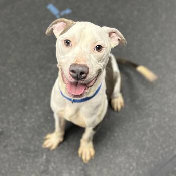 Mixed Breed Dogs Available for Adoption - Ryan+ | PetCurious