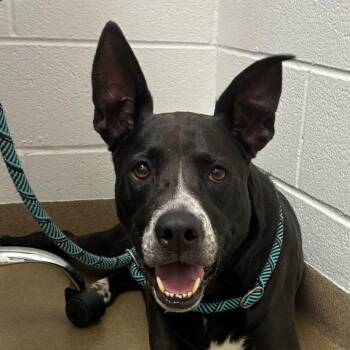 Black Labrador Retriever and Shepherd Dogs Available for Adoption - Melina GCH | PetCurious