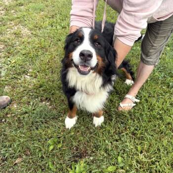 Trian -  Bernese Mountain Dog Dog for Adoption in Normal, Illinois - Trian | PetCurious