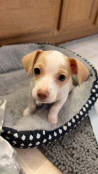 Chiweenie Dogs Available for Adoption - Poppy | PetCurious