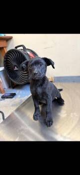 Black Labrador Retriever Dogs Available for Adoption in Zimmerman, Minnesota - Wilma | PetCurious