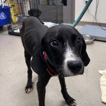 Rojo -  Hound and Mixed Breed Dog for Adoption in Lynchburg, Virginia - Rojo | PetCurious