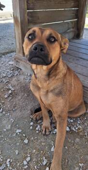 Ronna (Ro-na) has underbite -  Mixed Breed Dog for Adoption in Stanton, Kentucky - Ronna (Ro-na) Has Underbite | PetCurious