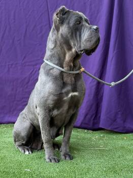 Cane Corso Dogs Available for Adoption - Cookie | PetCurious