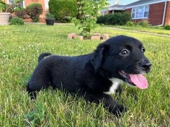 Black Bean -  Labrador Retriever Dog for Adoption in Hillside, Illinois - Black Bean | PetCurious