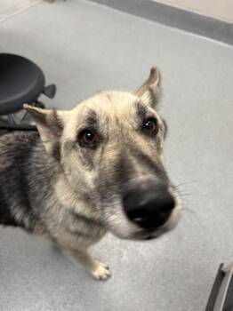 GUSTAV -  German Shepherd Dog Dog for Adoption in Indianapolis, Indiana - GUSTAV | PetCurious