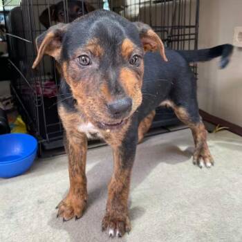 Rescue Dutch Shepherd Dogs for Adoption in Saint George, Vermont - Frankie | PetCurious