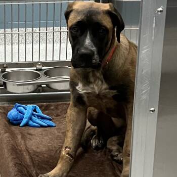 Rescue German Shepherd Dog Dogs for Adoption in Grand Rapids, Michigan - Birdie | PetCurious