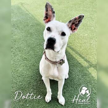 Dottie -  Pit Bull Terrier Dog for Adoption in Youngwood, Pennsylvania - Dottie | PetCurious