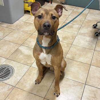 Peter (mcas) -  Pit Bull Terrier and Bull Terrier Dog Available for Adoption in Troutdale, Oregon - Peter (mcas) | PetCurious