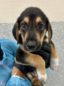 Otto -  Mixed Breed Dog for Adoption in Wichita, Kansas - Otto | PetCurious
