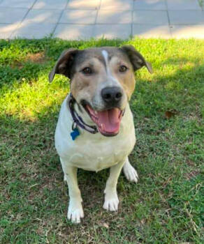 Rescue Hound and Labrador Retriever Dogs for Adoption in Youngsville, North Carolina - Dodger | PetCurious