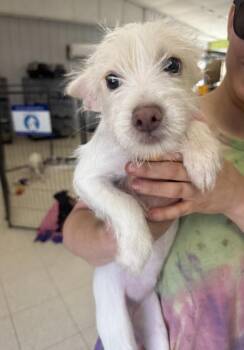 Bambi -  Terrier and Chihuahua Dog for Adoption in Lemoore, California - Bambi | PetCurious