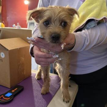 Nikki -  Yorkshire Terrier and Mixed Breed Dog for Adoption in Madison, Wisconsin - Nikki | PetCurious