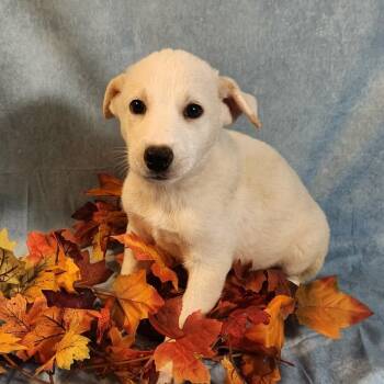 Rescue Husky Dogs for Adoption in Austin, Texas - Frosty AL | PetCurious