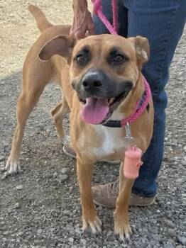 Poppy -  Mastiff Dog for Adoption in Scottsburg, Indiana - Poppy | PetCurious