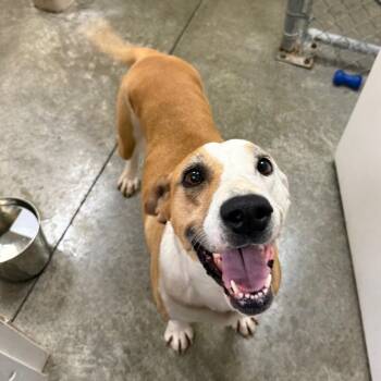 Honeydew -  Mixed Breed and Coonhound Dog for Adoption in Muncie, Indiana - Honeydew | PetCurious