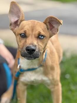 Candy -  Australian Cattle Dog Blue Heeler and Labrador Retriever Dog for Adoption in Anderson, Indiana - Candy | PetCurious