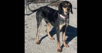Coonhound Dogs Available for Adoption - Molly | PetCurious