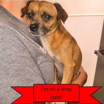 Mister -  Chihuahua Dog for Adoption in Tulsa, Oklahoma - Mister | PetCurious