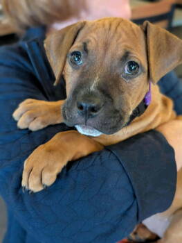 Rescue Boxer and Terrier Dogs for Adoption in Holly Springs, North Carolina - Anna | PetCurious