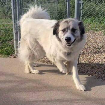 Thor -  Great Pyrenees Dog Available for Adoption in Elizabeth, Illinois - Thor | PetCurious