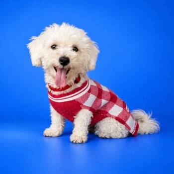 Willow -  Miniature Poodle and Bichon Frise Dog for Adoption in San Diego, California - Willow | PetCurious