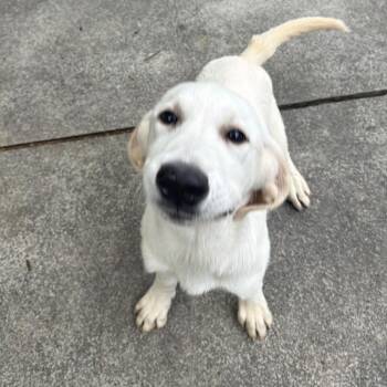Gail -  Mixed Breed Dog for Adoption in East Hanover, New Jersey - Gail | PetCurious