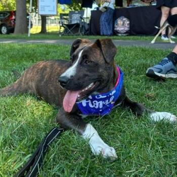Moxie -  Pit Bull Terrier and Hound Dog for Adoption in Fountain Hill, Pennsylvania - Moxie | PetCurious