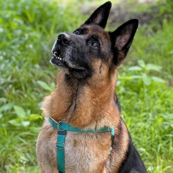 Rescue German Shepherd Dog Dogs for Adoption in East Hampton, New York - Jack | PetCurious